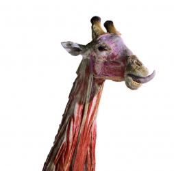 The giraffe specimen from ANIMAL INSIDE OUT