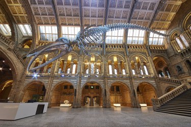 Blue whale in Hintze Hall © The Trustees of the Natural History Museum, London [2017]. All rights reserved.