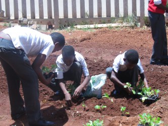 Community gardening as science project with a problem solving capacity. Community Garden Project in Soweto (South Africa).