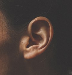 Human ear - Photo Samuel Dixon (cropped)