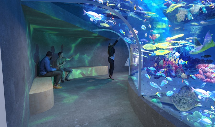 Belfast’s reefLIVE Aquarium