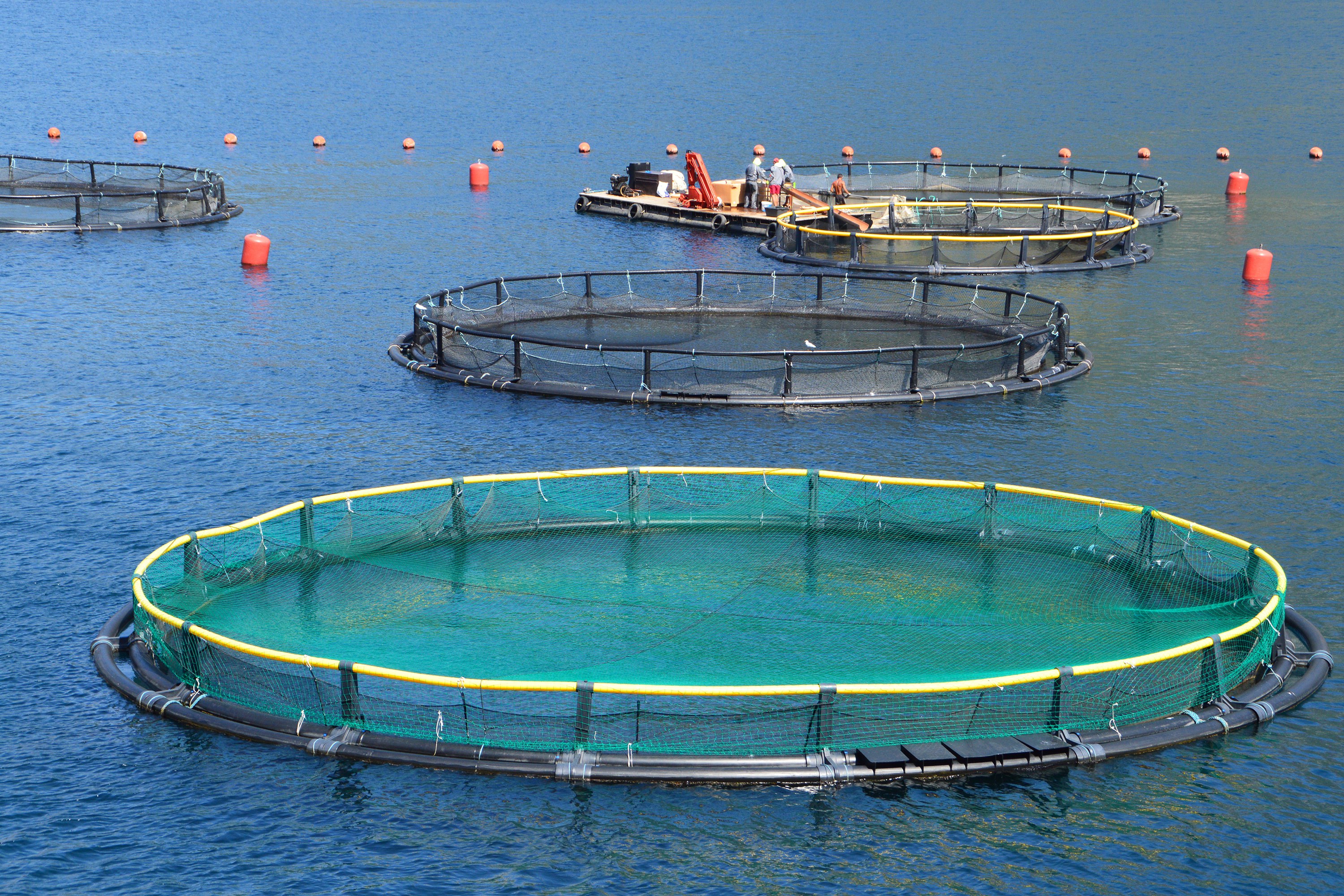 Aquaculture activity. EC_FOOD2030_Fotolia_98944908_Subscription_L_©20Didi20Lavchieva