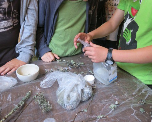 Collecting and extracting DNA of lichen at a bioscience summer camp in Lithuania. Credit: E.M.Ramanauskaite
