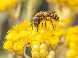 The EU's new Biodiversity strategy aims to bring nature back into our lives