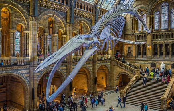 The Natural History Museum, London