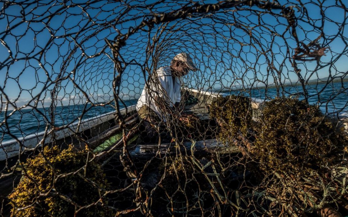 A fisher in Mauritius adds bait to a wire fish trap. Credit: Tommy Trenchard/Panos