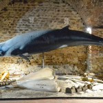 Abyss - World Touring Exhibitions