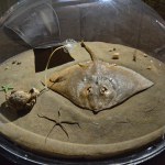 Abyss - World Touring Exhibitions