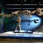 The exhibition features extremely rare fossil specimens as well as stunning life-sized skeletons and models. 