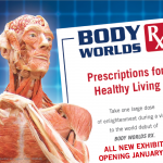 Impression of BODY WORLDS RX