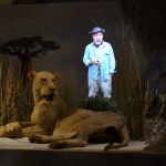 Felines - World Touring Exhibitions