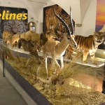 Felines - World Touring Exhibitions