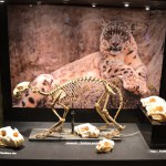 Felines - World Touring Exhibitions
