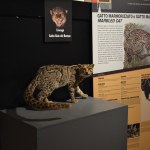 Felines - World Touring Exhibitions