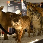 Felines - World Touring Exhibitions