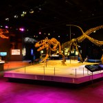 While the most famous member of this family was the mighty T. rex, tyrannosaurs came in all shapes and sizes including Guanlong, the ‘crown dragon’, and the diminutive Dilong, the ‘emperor dragon’, with a skeleton just one meter long.