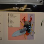 Insects - World Touring Exhibitions