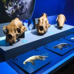 photo of Mysteries from the Deep