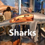Sharks - World Touring Exhibitions