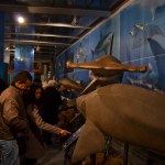 Sharks - World Touring Exhibitions