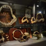 Sharks - World Touring Exhibitions