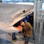 Sharks - World Touring Exhibitions