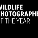 Wildlife Photographer of the Year