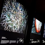 Wildlife Photographer of the Year - Backlit panels at the Natural History Museum, London