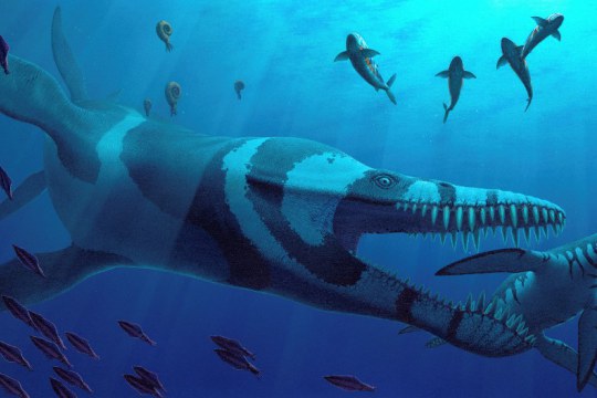 Ancient Oceans: Journey into the Jurassic