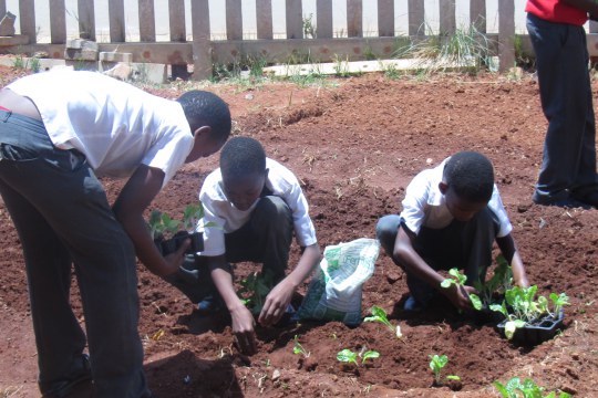 Community gardening as science project with a problem solving capacity. Community Garden Project in Soweto (South Africa).