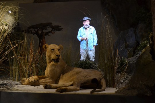 Felines - World Touring Exhibitions