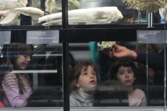 Various children at the Museu Blau (Barcelona), attentively listening to a museum educator about a skull on display. Image: Museu de Ciències Naturals de Barcelona.