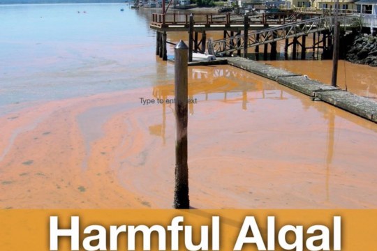 Cover page, Harmful Algal Bloom by Robin Raine