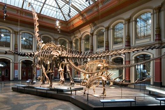 Iconic Brachiosaurus specimen at the Museum fuer Naturkunde Berlin