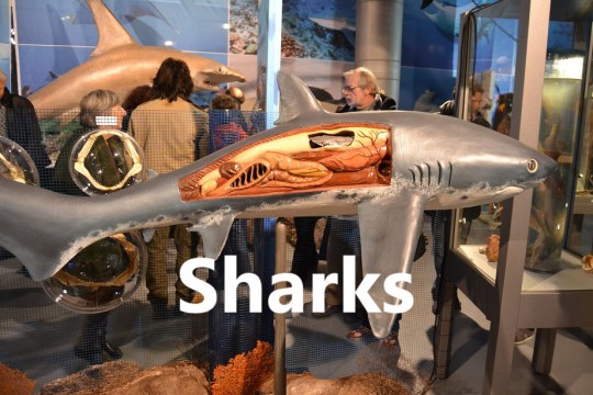 Sharks - World Touring Exhibitions