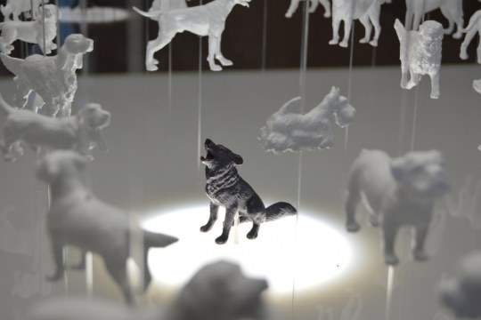 Module of artificial selection and the domestication of the dog. It highlights the wolf and shows its legacy hung over him.