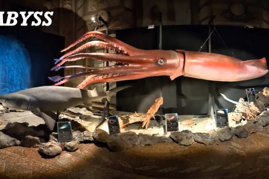 Abyss - World Touring Exhibitions