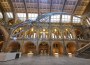 Blue whale in Hintze Hall © The Trustees of the Natural History Museum, London [2017]. All rights reserved.